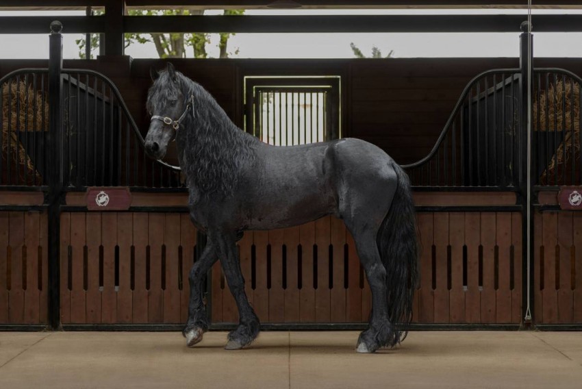 Vinpearl Horse Academy Vũ Yên là mái nhà chung của hàng trăm cá thể ngựa quý hiếm bậc nhất thế giới