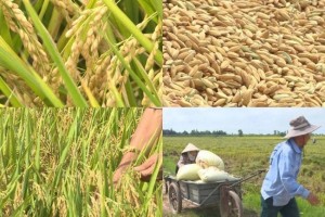 Khi nếp Bể, gạo Mễ Thương và gạo làng Giắng được "hồi sinh"