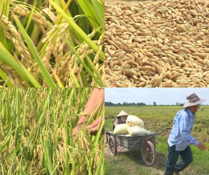 Khi nếp Bể, gạo Mễ Thương và gạo làng Giắng được