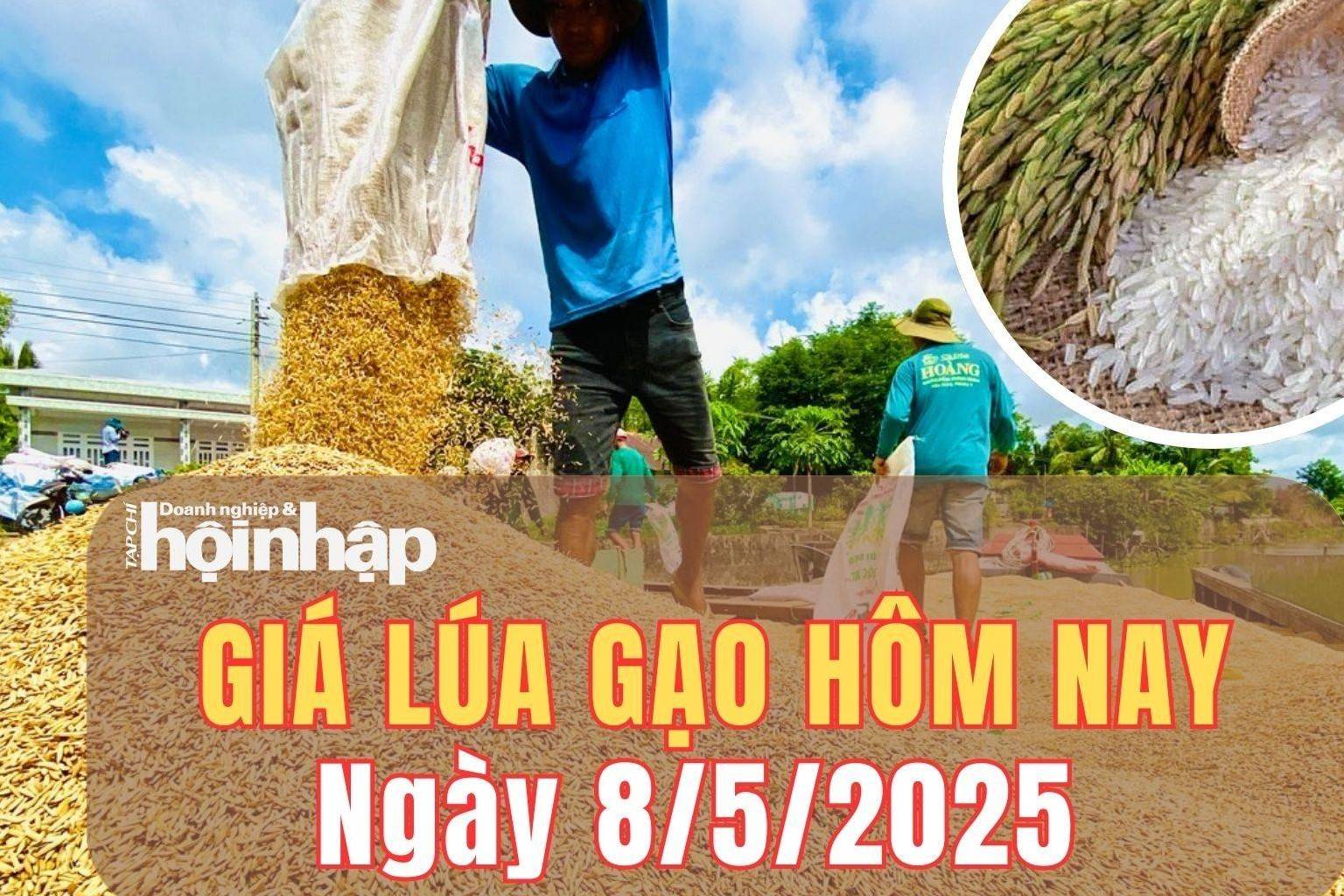 Giá lúa gạo hôm nay 8/5/2025: Giá lúa gạo giao dịch chậm, thị trường trầm lắng