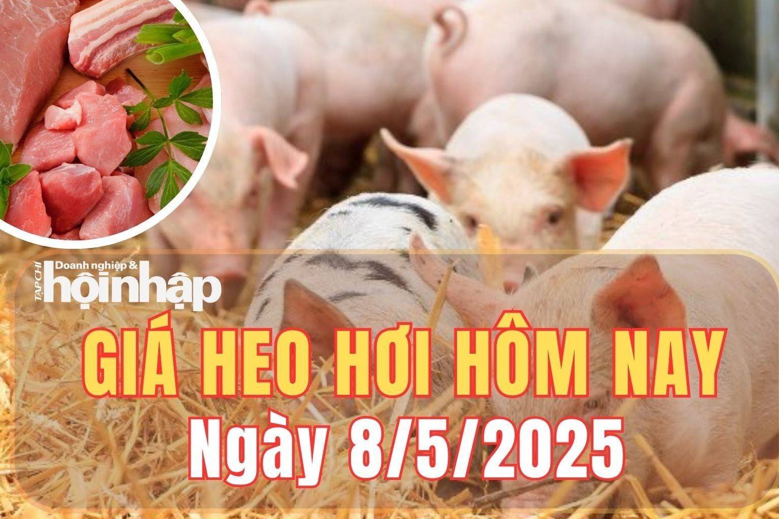 Giá heo hơi hôm nay 8/5/2025: Giá heo hơi miền Bắc đi ngang, miền Trung và miền Nam giảm nhẹ