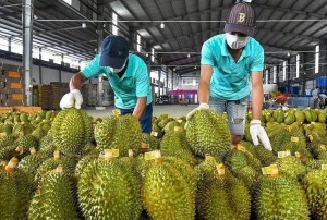 Sầu riêng Việt gặp “nút thắt vàng”: Cần gì để giữ vững ngôi vương 3,3 tỷ USD?
