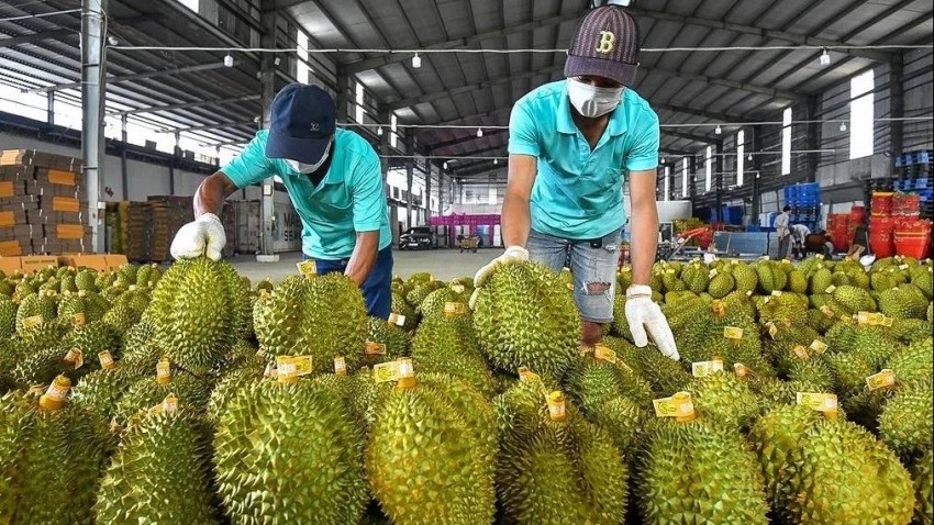 Sầu riêng Việt gặp “nút thắt vàng”: Cần gì để giữ vững ngôi vương 3,3 tỷ USD? Sầu riêng Việt gặp “nút thắt vàng”: Cần gì để giữ vững ngôi vương 3,3 tỷ USD?