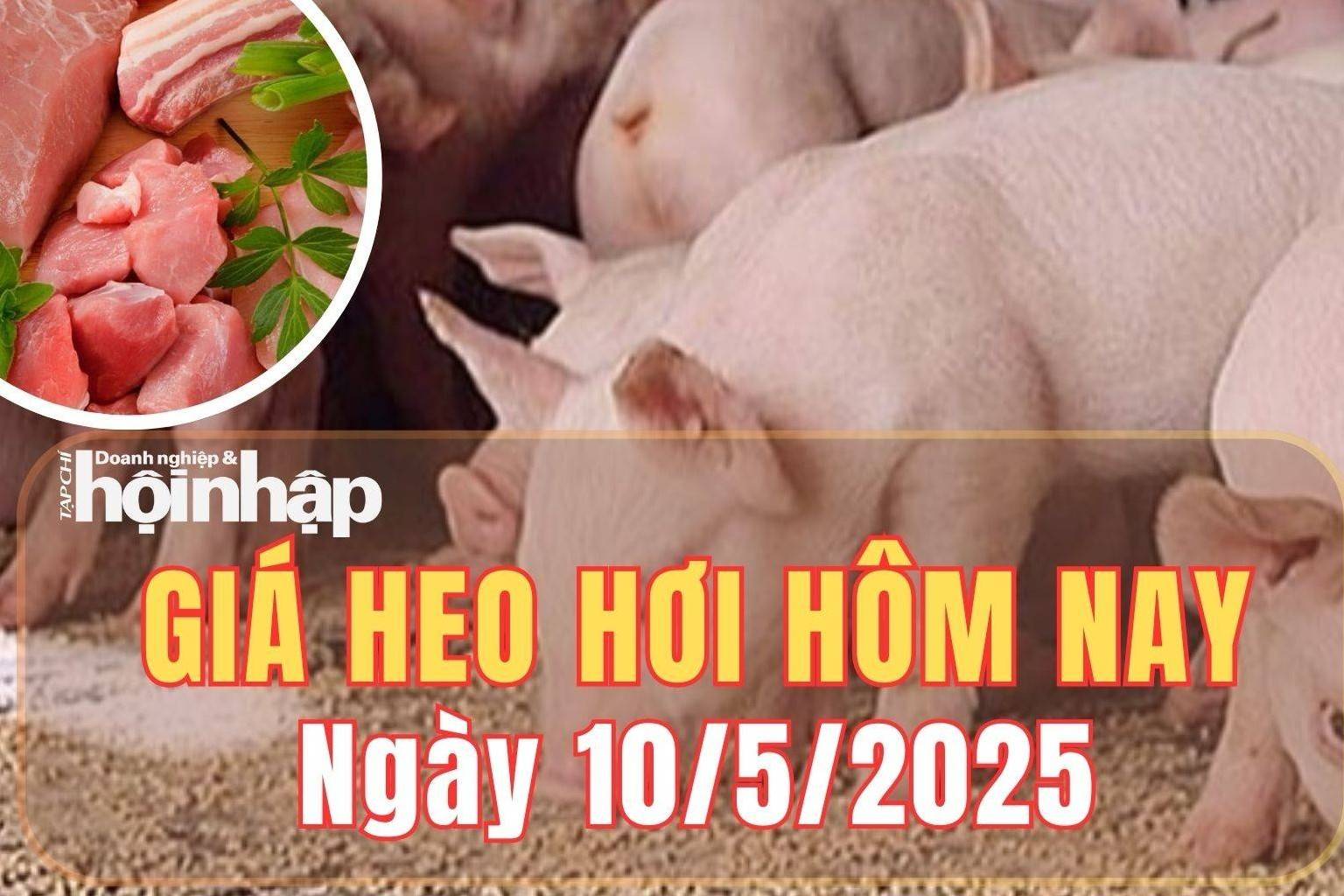 Giá heo hơi hôm nay 10/5/2025: Giá heo hơi tại miền Nam giữ đỉnh, cả nước không có biến động mới