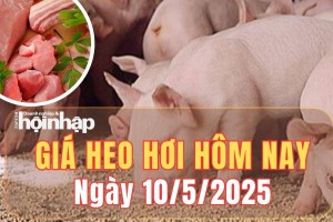 Giá heo hơi hôm nay 10/5/2025: Giá heo hơi tại miền Nam giữ đỉnh, cả nước không có biến động mới