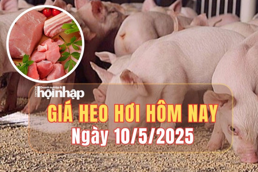 giá heo hơi giá heo hơi