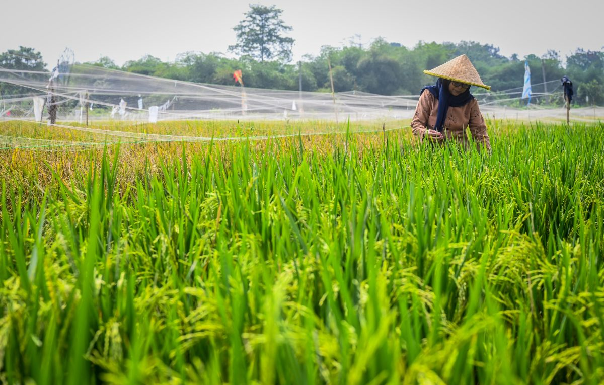 Indonesia hướng tới chấm dứt nhập khẩu gạo trong năm 2025