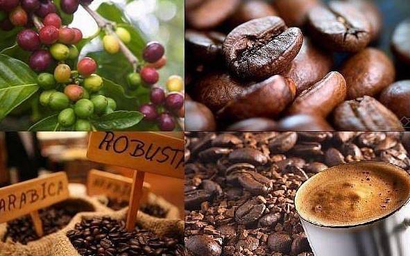 Giá cà phê tuần ngày 5/5 đến 10/5 biến động mạnh: Việt Nam khan hàng, Brazil báo vụ lớn