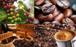 Giá cà phê tuần ngày 5/5 đến 10/5 biến động mạnh: Việt Nam khan hàng, Brazil báo vụ lớn