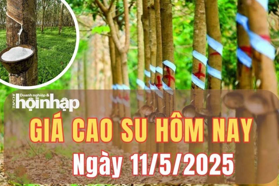 Giá cao su hôm nay 11/5/2025: Tuần qua, giá cao su trong nước giảm nhẹ, thế giới biến động trái chiều