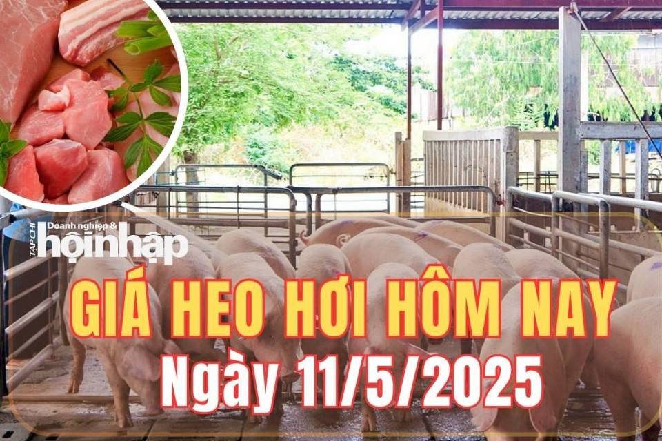 Giá heo hơi hôm nay 11/5/2025: Giá heo hơi duy trì ổn định trên cả nước, Long An tiếp tục dẫn đầu với 75.000 đồng/kg