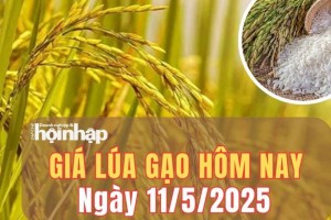 Giá lúa gạo hôm nay 11/5/2025: Giá lúa gạo có xu hướng ổn định tại nhiều địa phương