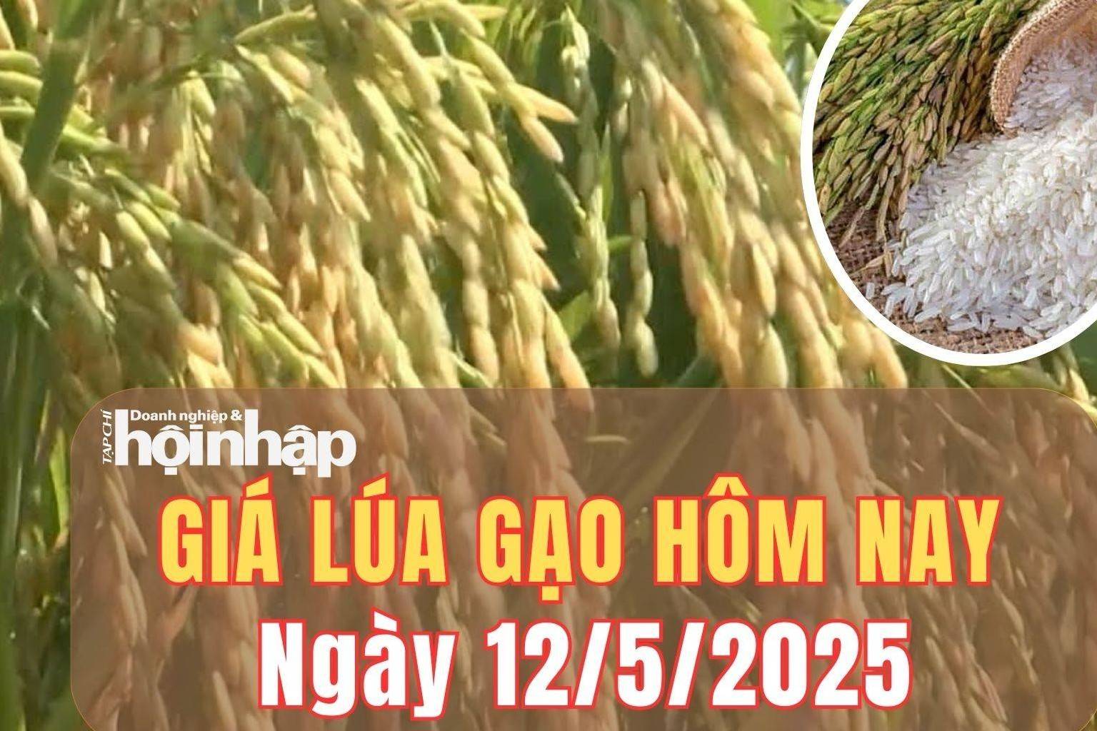 Giá lúa gạo hôm nay 12/5/2025: Giá lúa gạo trong nước giao dịch trầm lắng, gạo xuất khẩu giảm mạnh