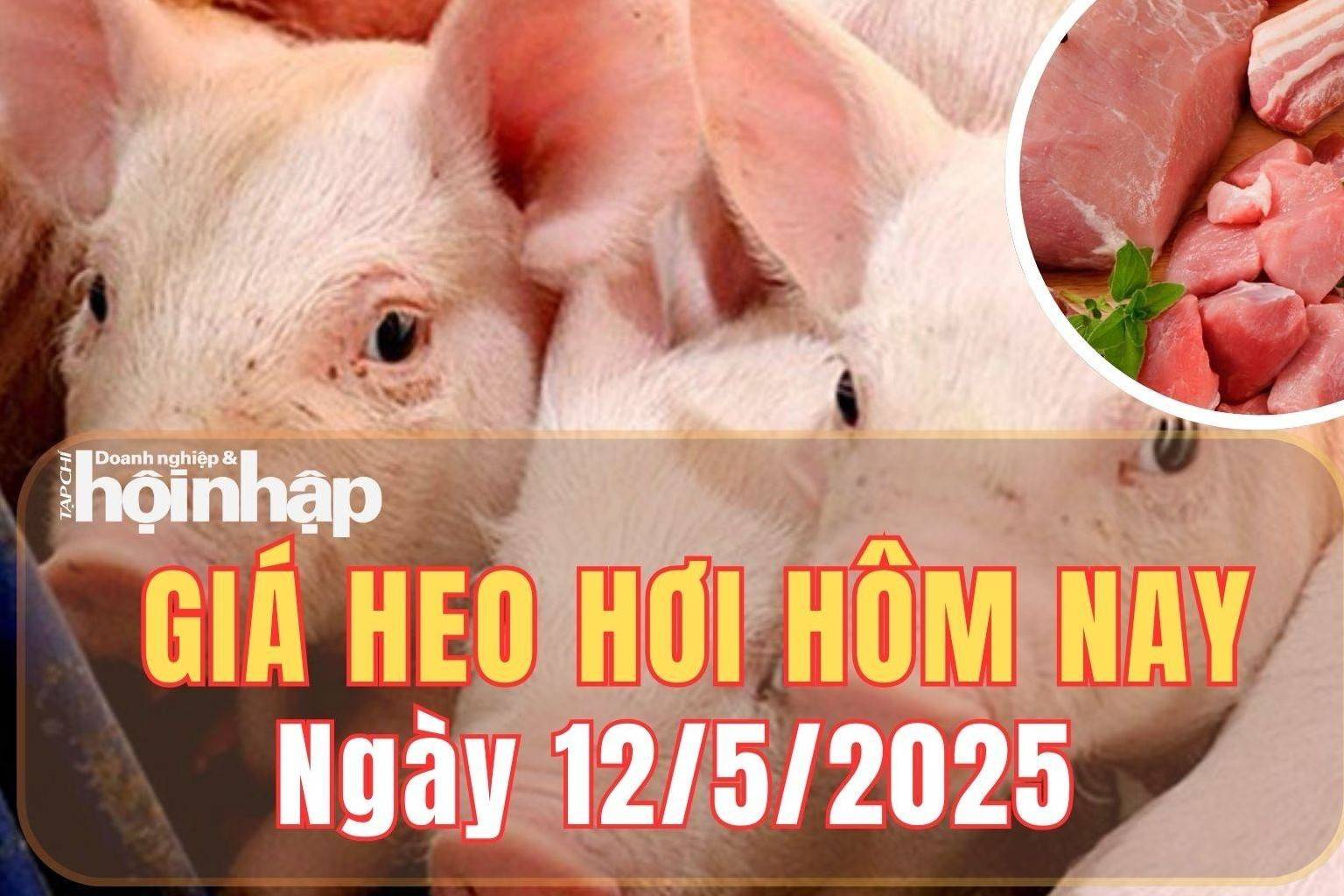Giá heo hơi hôm nay 12/5/2025: Phiên đầu tuần, giá heo hơi giảm tại một số địa phương