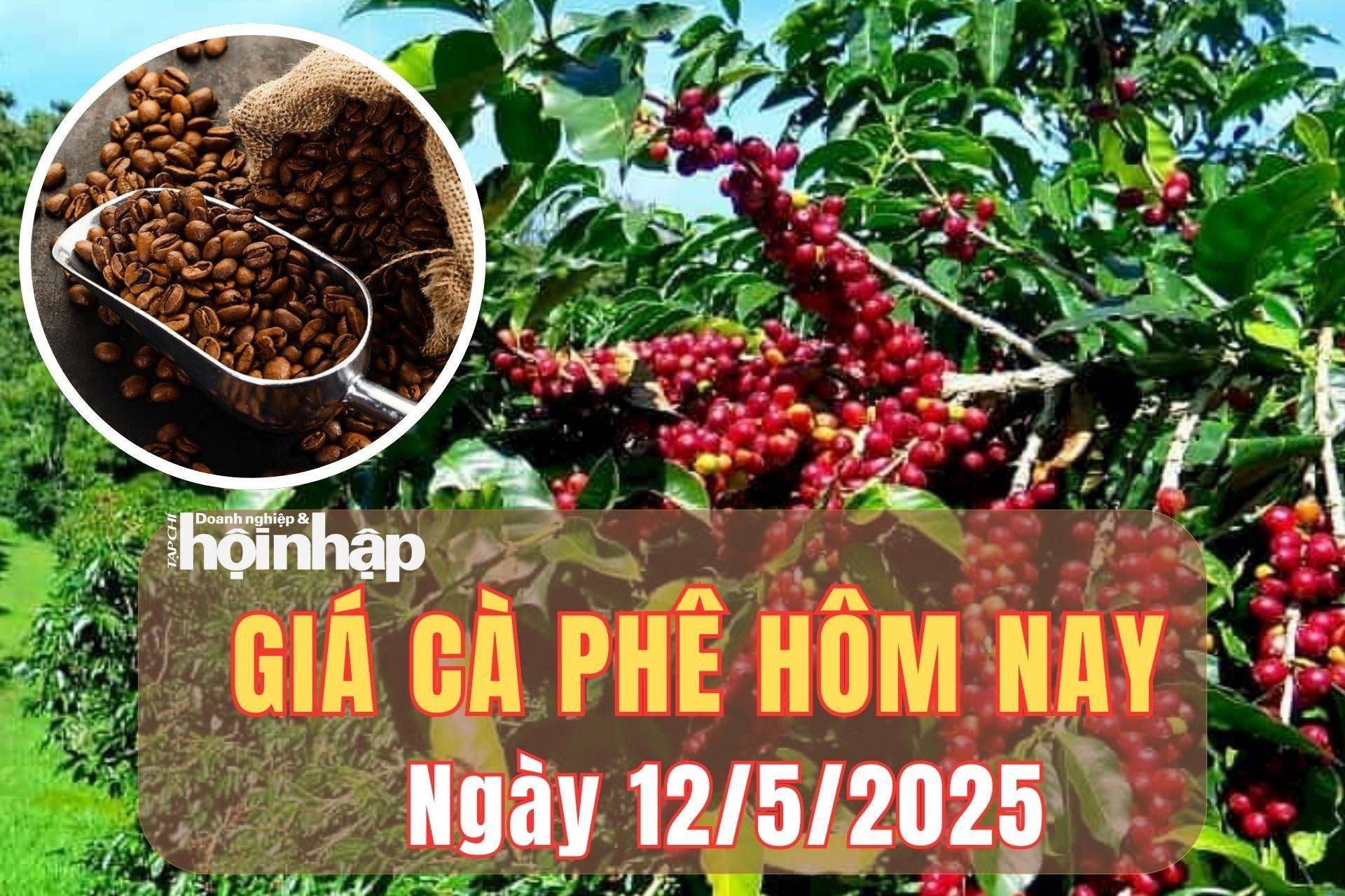 Giá cà phê hôm nay 12/5/2025: Tuần qua, giá cà phê trong nước giảm mạnh, thế giới tăng giảm trái chiều