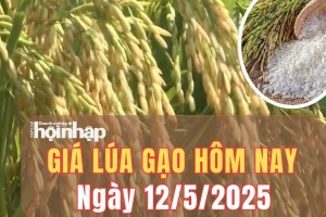 Giá lúa gạo hôm nay 12/5/2025: Giá lúa gạo trong nước giao dịch trầm lắng, gạo xuất khẩu giảm mạnh