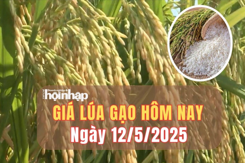 giá lúa gạo