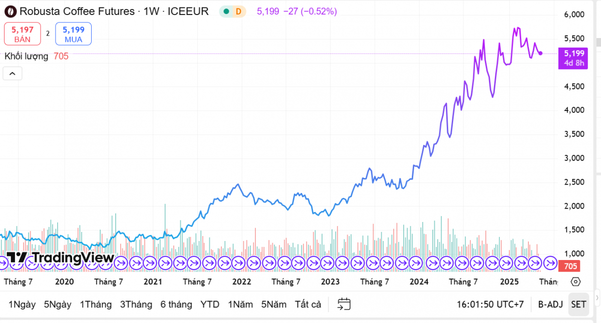 Giá cà phê tăng dựng đứng, nhiều doanh nghiệp cà phê trên sàn vẫn báo lỗ