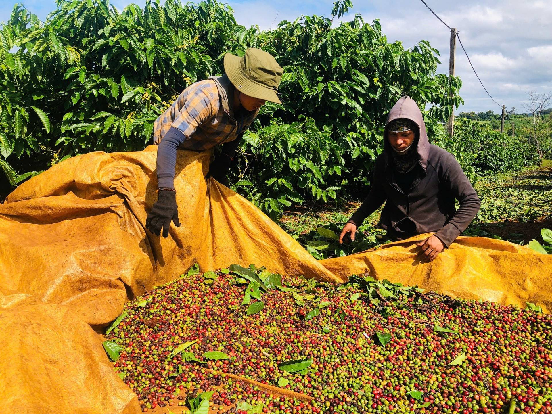 Giá cà phê tăng dựng đứng, nhiều doanh nghiệp cà phê trên sàn vẫn báo lỗ
