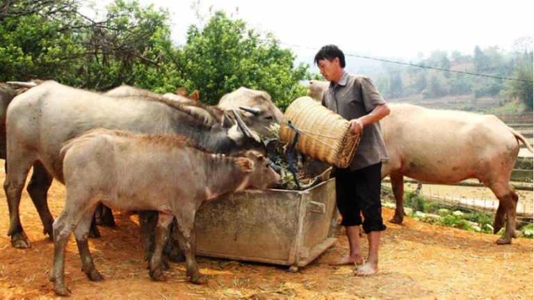 Đòn bẩy tín dụng giúp đồng bào dân tộc Yên Bái thoát nghèo
