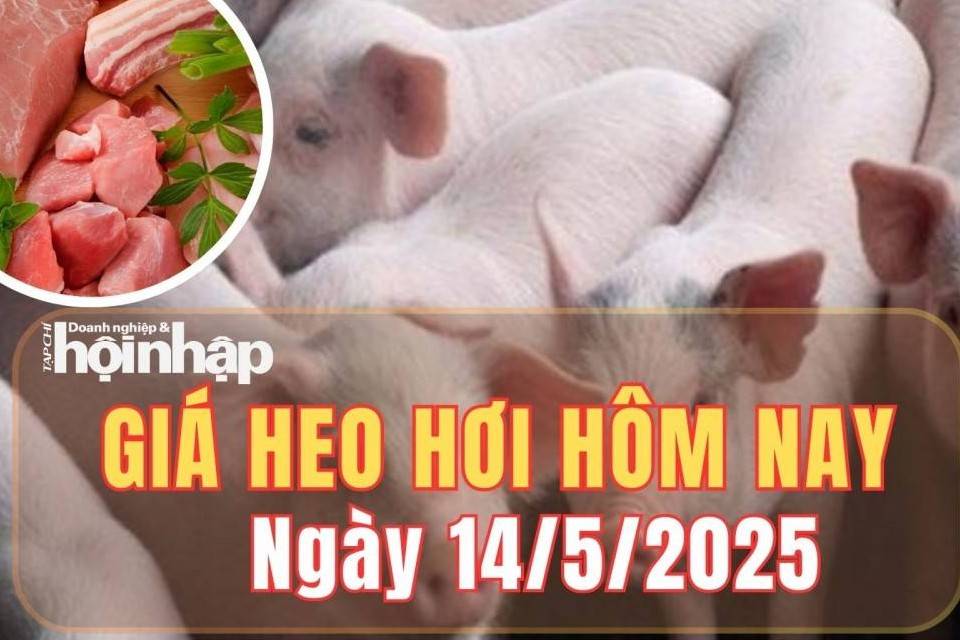 Giá heo hơi hôm nay 14/5/2025: Giá heo hơi tại miền Nam lập đỉnh, miền Trung biến động nhẹ