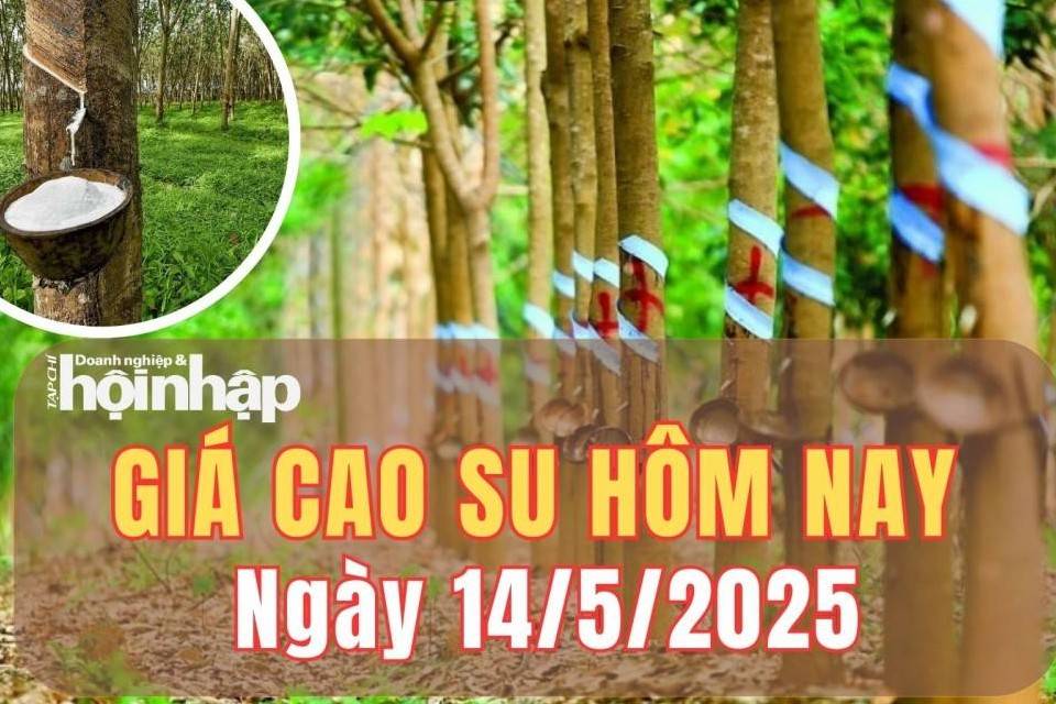 Giá cao su hôm nay 14/5/2025: Triển vọng kinh tế và nhu cầu tiêu dùng phục hồi, giá cao su thế giới tăng trở lại