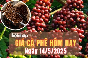 Giá cà phê hôm nay 14/5/2025: Giá cà phê trong nước giảm mạnh, thế giới phục hồi nhẹ nhưng “áp lực” vẫn lớn