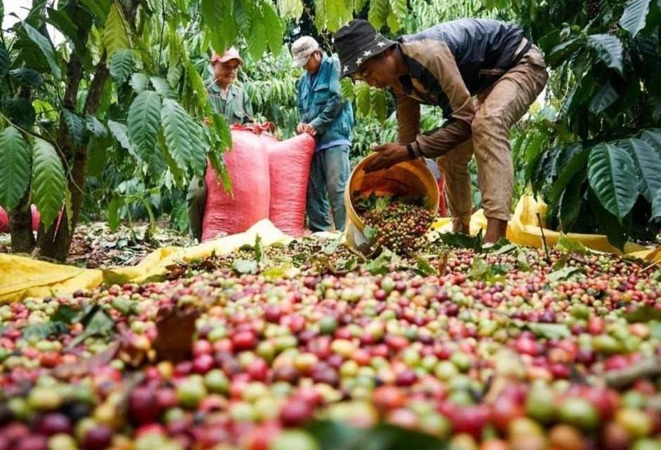 Cà phê tăng giá mạnh, thị trường nguyên liệu khởi sắc vượt mốc 2.200 điểm