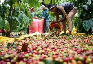 Cà phê tăng giá mạnh, thị trường nguyên liệu khởi sắc vượt mốc 2.200 điểm
