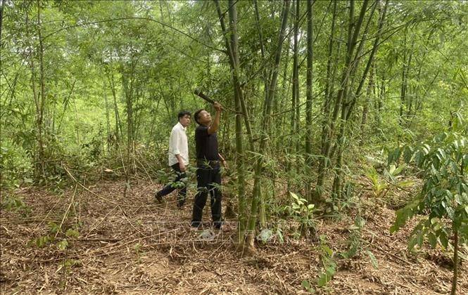 Thanh Hóa: Khởi công xây dựng Nhà máy sản xuất ván tre ép lớn nhất thế giới