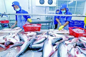 Brazil mở cửa thị trường, tạo cú hích mới cho xuất khẩu cá tra Việt Nam