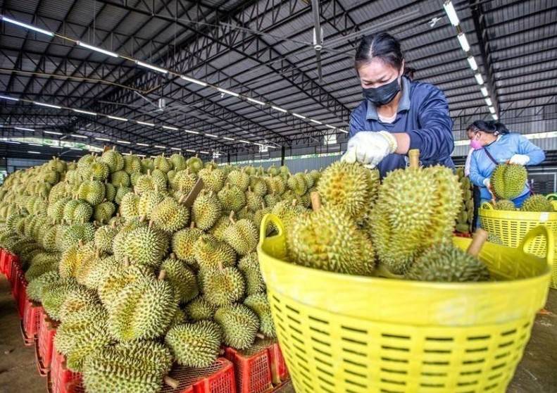 Sầu riêng “hụt hơi”, xuất khẩu rau quả Việt nguy cơ “lỡ hẹn” 8 tỷ USD
