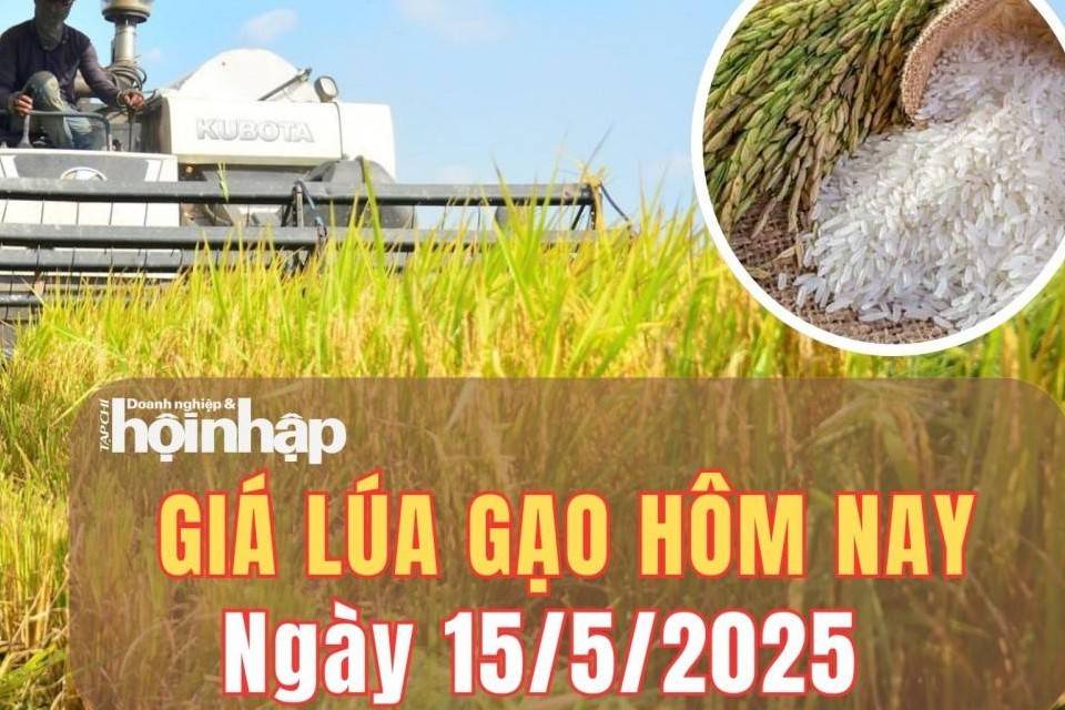 Giá lúa gạo hôm nay 15/5/2025: Giá gạo nội địa tăng nhẹ, xuất khẩu vươn tầm thế giới