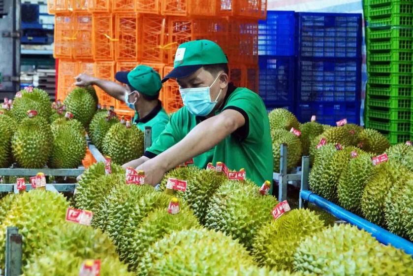 Sầu riêng "rớt chuẩn" xuất khẩu: Có nên đưa về tiêu thụ trong nước?
