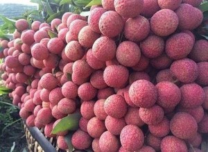Vải thiều vào mùa rộ: Sản lượng tăng, xuất khẩu rộng cửa