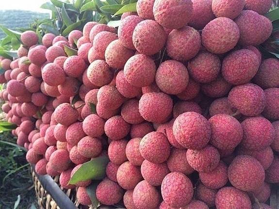 Vải thiều vào mùa rộ: Sản lượng tăng, xuất khẩu rộng cửa