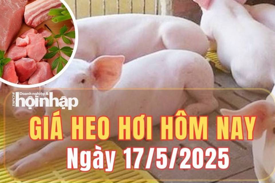 Giá heo hơi hôm nay 17/5/2025: Giá heo hơi duy trì ổn định, miền nam vẫn giữ đỉnh