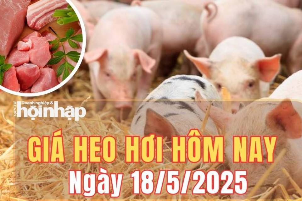 Giá heo hơi hôm nay 18/5/2025: Giá heo hơi tại miền Nam tăng nhẹ, miền Bắc lặng sóng