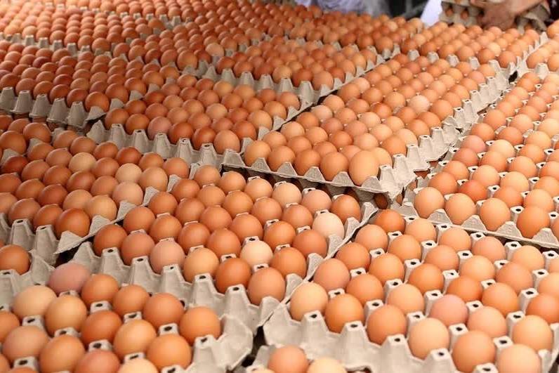 Hiệp hội Gia cầm Việt Nam bác bỏ tin đồn trứng gà giả, kiến nghị xử lý nghiêm hành vi tung tin sai sự thật