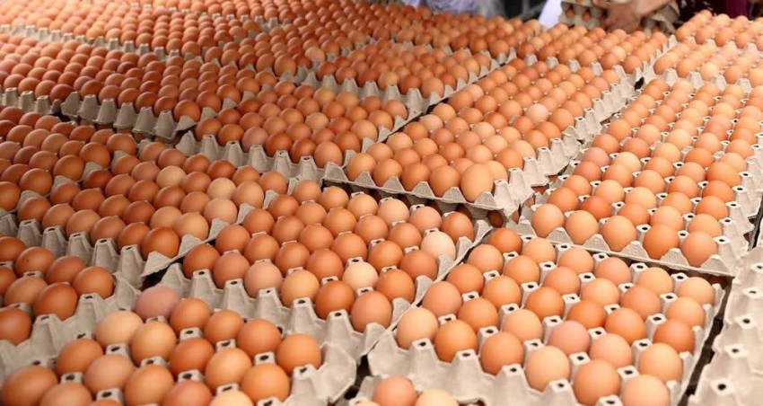 Hiệp hội Gia cầm Việt Nam bác bỏ tin đồn trứng gà giả, kiến nghị xử lý nghiêm hành vi tung tin sai sự thật