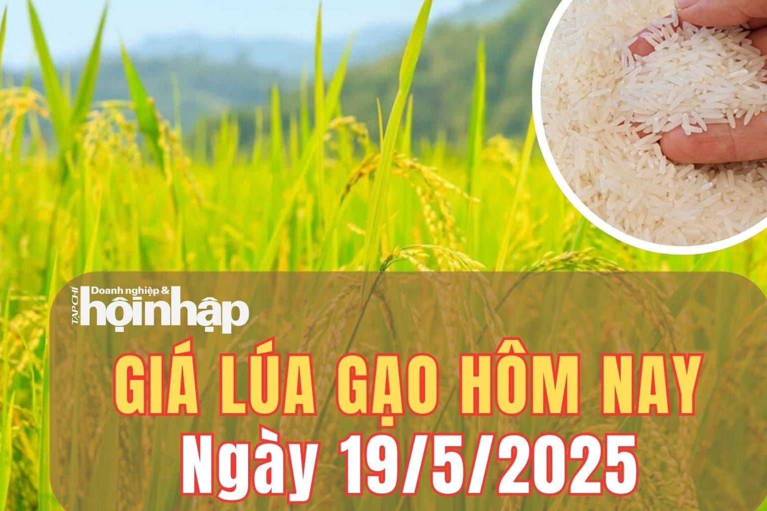 Giá lúa gạo hôm nay 19/5/2025: Giá lúa gạo trong nước ổn định, xuất khẩu neo cao kỷ lục