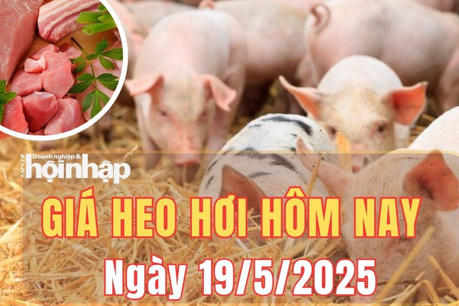 Giá heo hơi hôm nay 19/5/2025: Giá heo hơi "đi ngang" trên cả nước