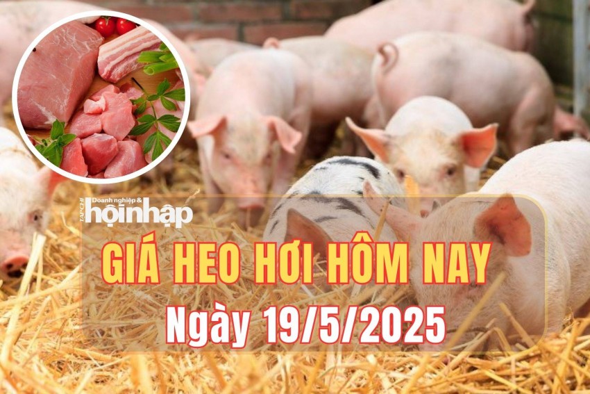 giá heo hơi