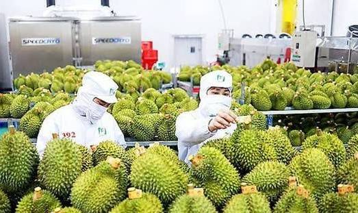Xuất khẩu sầu riêng "chạy nước rút": Đẩy mạnh sản xuất sạch để giữ vững thị trường