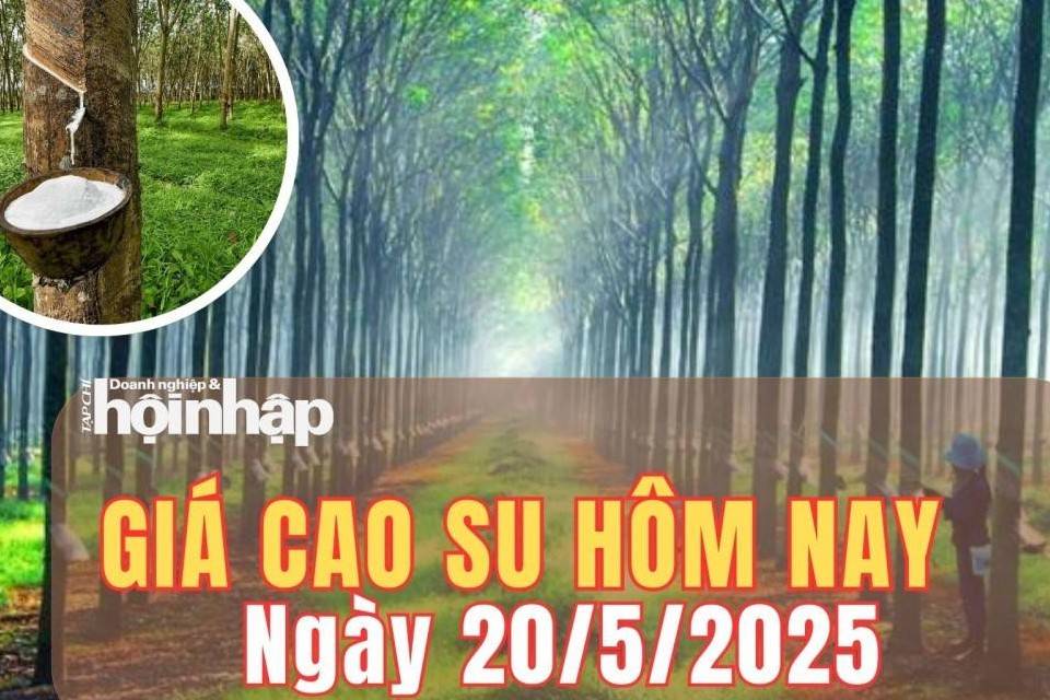 Giá cao su hôm nay 20/5/2025: Giá cao su trong nước ổn định, thế giới biến động nhẹ