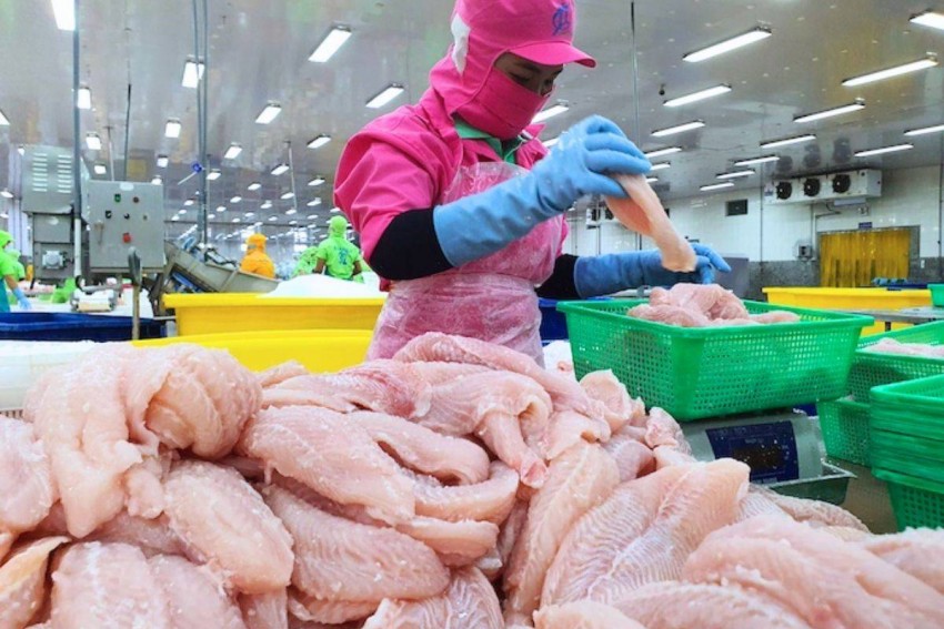 Cá tra: Tìm lại vị thế xứng đáng trên mâm cơm Việt