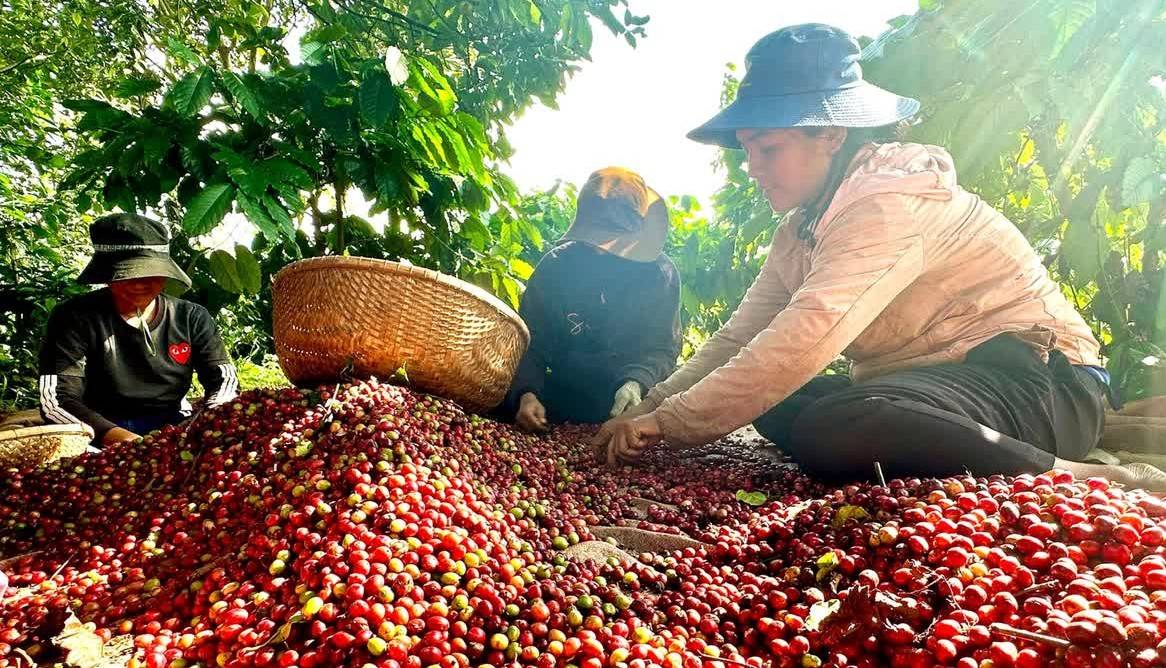 Cà phê Việt cần “cú hích” từ thị trường nội địa để vượt mốc 6 tỷ USD