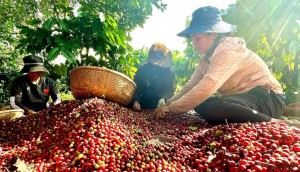 Cà phê Việt cần “cú hích” từ thị trường nội địa để vượt mốc 6 tỷ USD