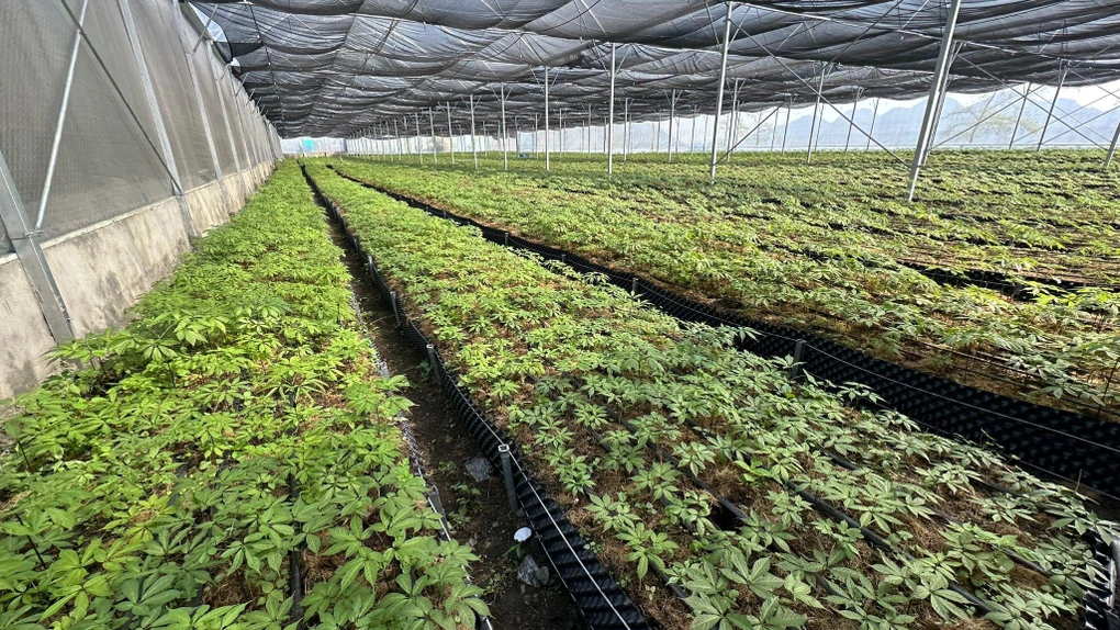 Phát triển sâm Lai Châu tại Mường Tè