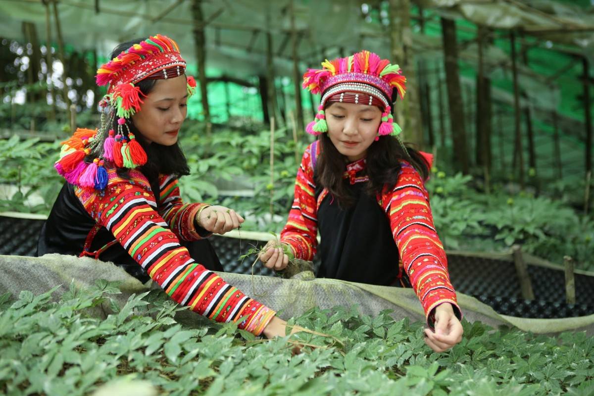 Phát triển sâm Lai Châu tại Mường Tè